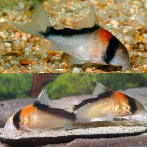 Adolfo's Cory