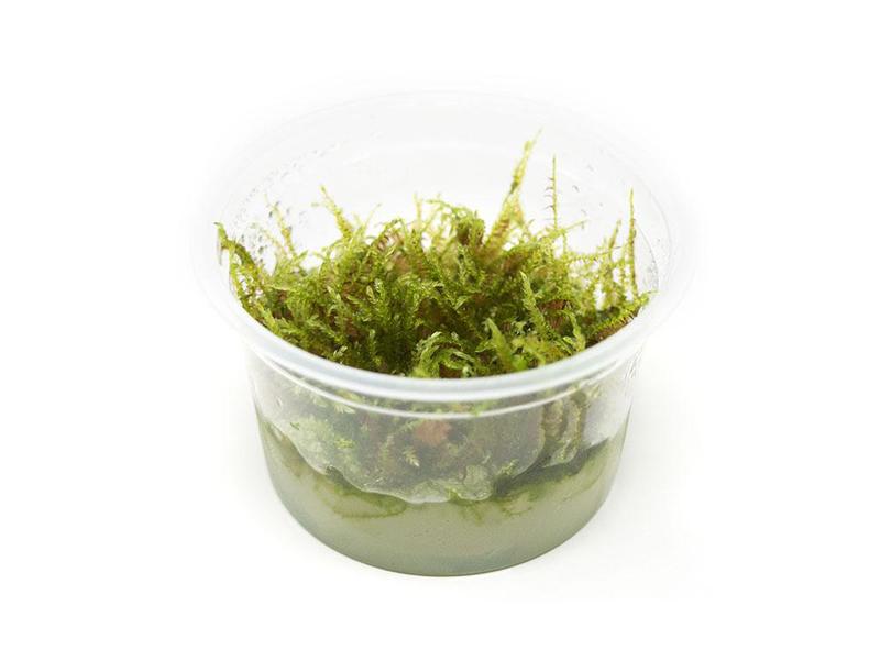 TCulture Vesicularia dubyana 'Christmas' (TC Cup)