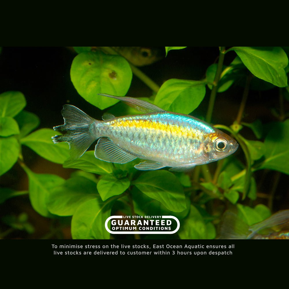 Congo Tetra