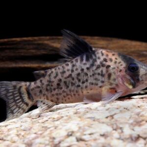 Leucomelas Corydoras