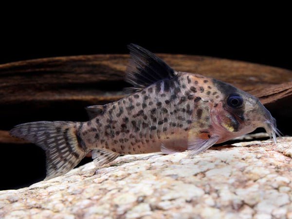 Leucomelas Corydoras