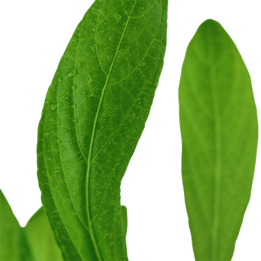 Tropica Hygrophila costata in Pot