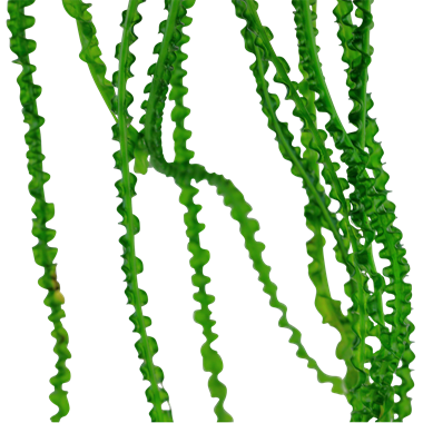 Crinum calamistratum Tropica Pots