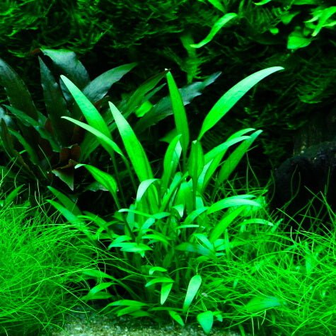 TCulture Cryptocoryne Willisii (Pot/TC Cup)