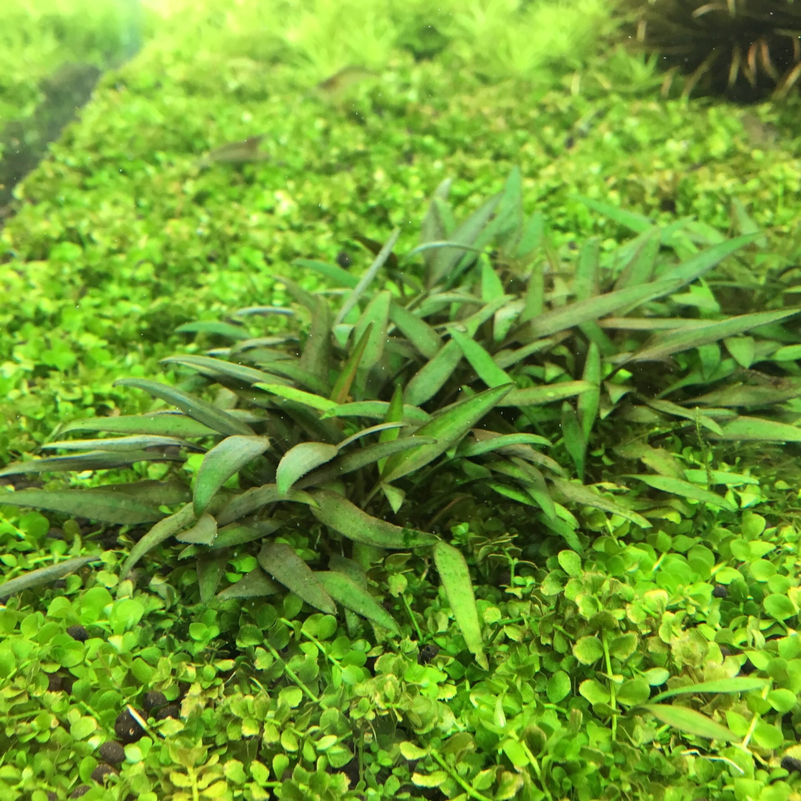 TCulture Cryptocoryne Lucens (Pot/TC Cup)