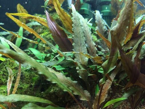 Cryptocoryne undulatus 'Red' TROPICA 1-2-GROW!