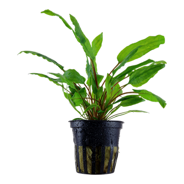 Cryptocoryne wendtii 'Green' TROPICA 1-2-GROW!