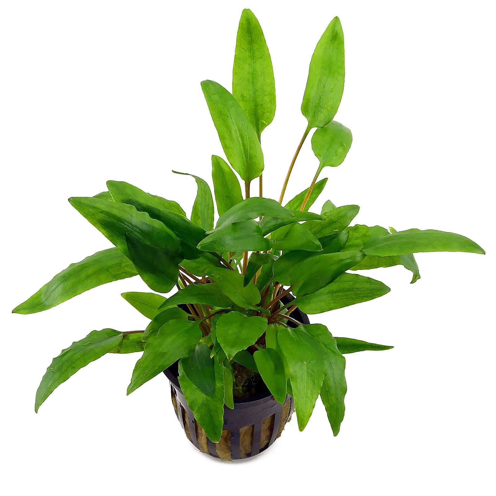 TCulture Cryptocoryne Wendtii 'Green' (Pot/TC Cup)