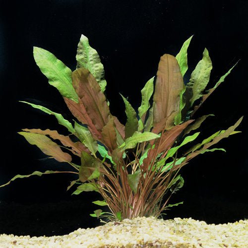 TCulture Cryptocoryne Wendtii Mi Oya (Pot/TC Cup)