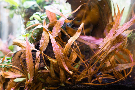 Dennerle Cryptocoryne affinis ' Dark Orange' (Pot