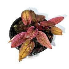 TCulture Cryptocoryne Flamingo (Pot/TC Cup)