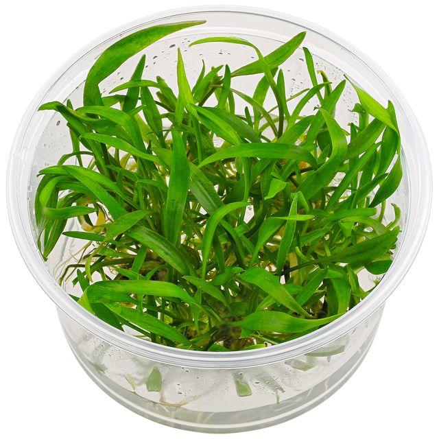 TCulture Cryptocoryne Lucens (Pot/TC Cup)