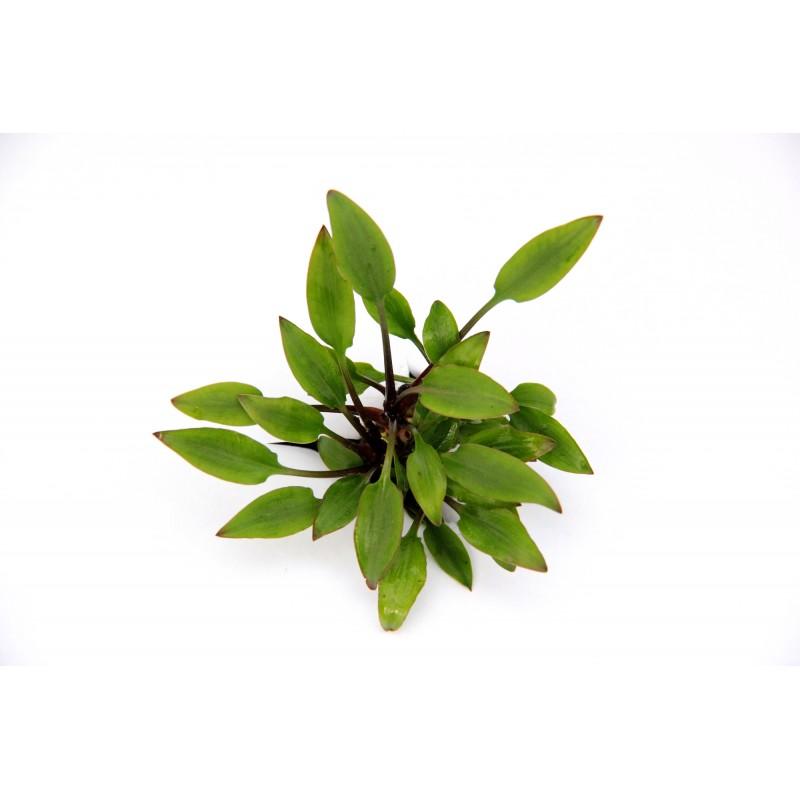 Dennerle Cryptocoryne Lutea Hobbit