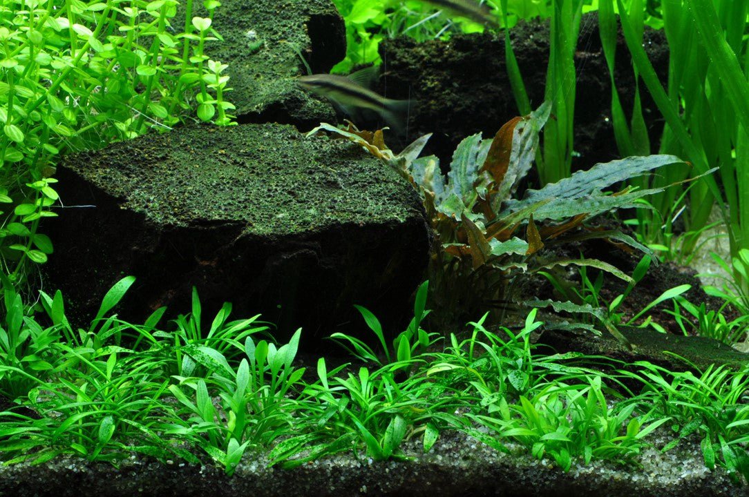 Cryptocoryne parva TROPICA 1-2-GROW!