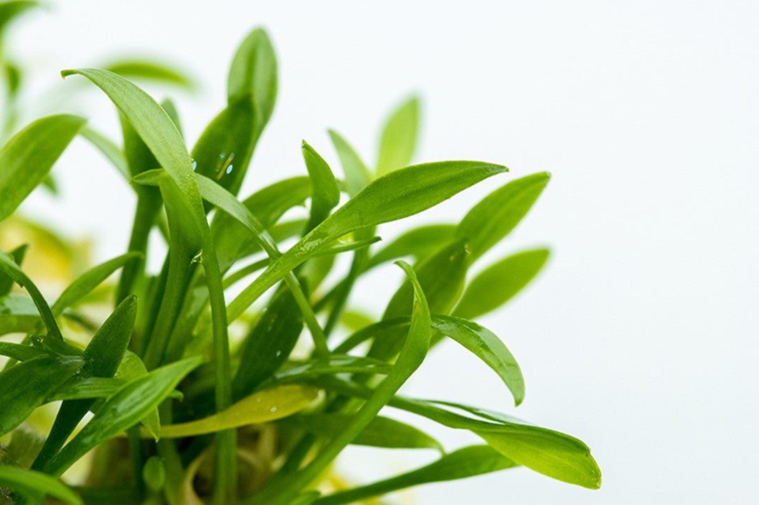 Cryptocoryne parva TROPICA 1-2-GROW!