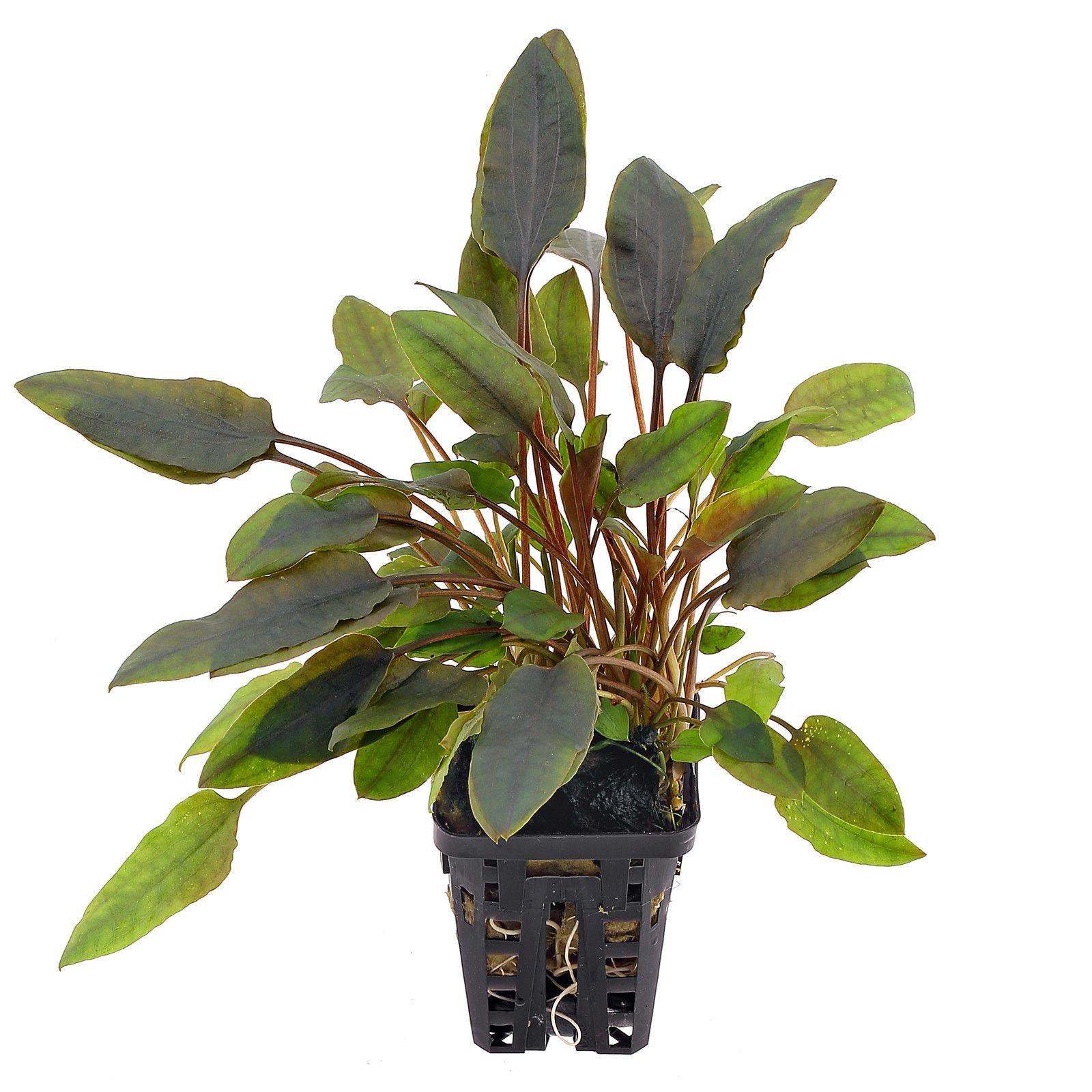 TCulture Cryptocoryne Walkeri (Pot)