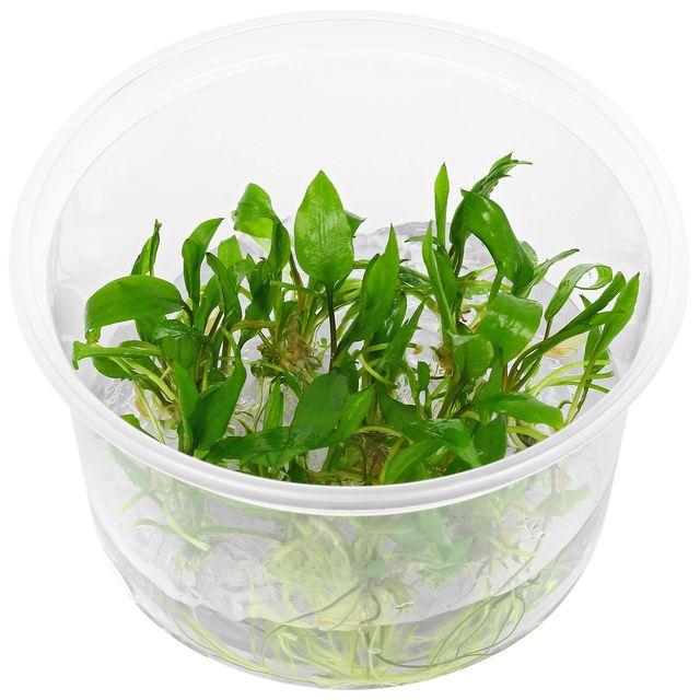 TCulture Cryptocoryne Wendtii 'Green Gecko' (TC Cup)
