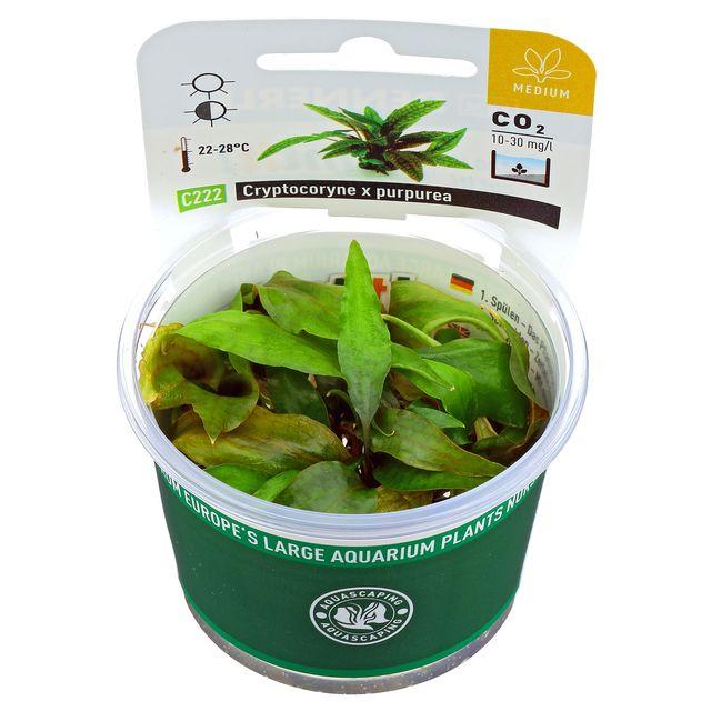 Dennerle Cryptocoryne x Purpurea TC