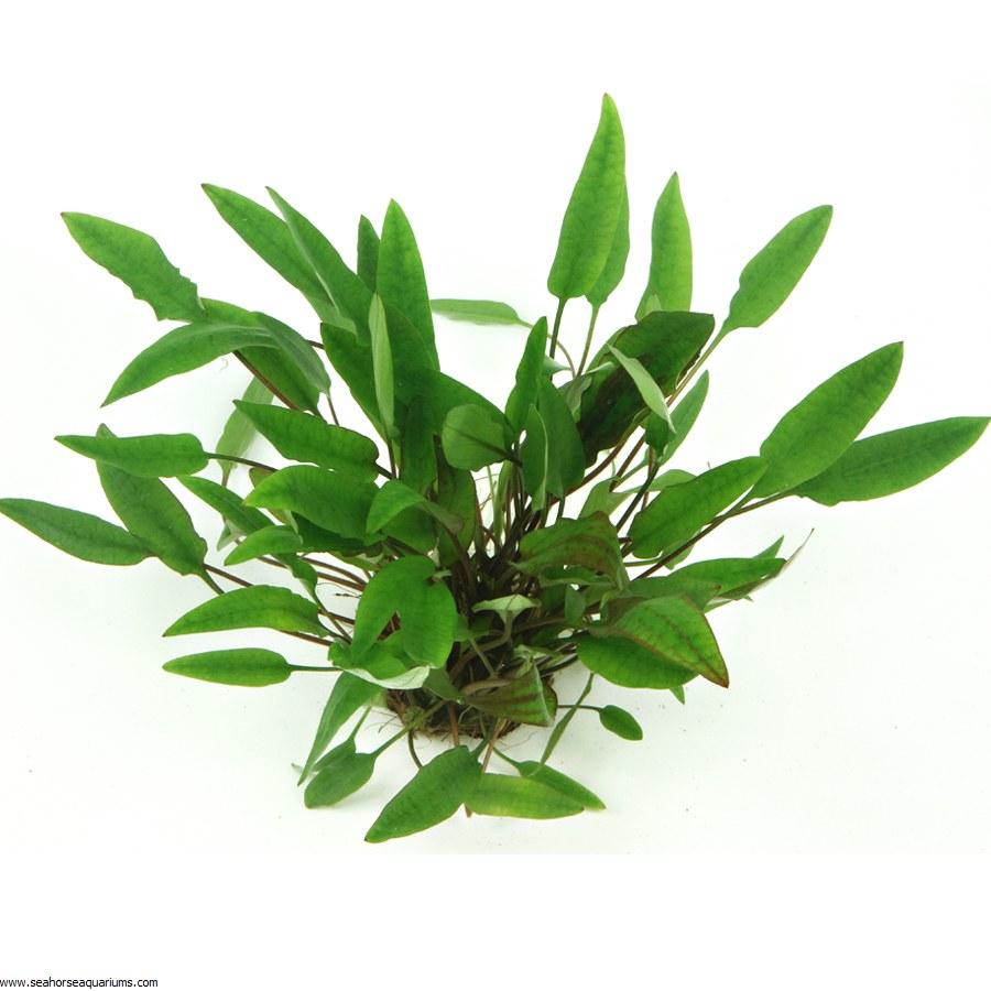 Dennerle Cryptocoryne Affinis