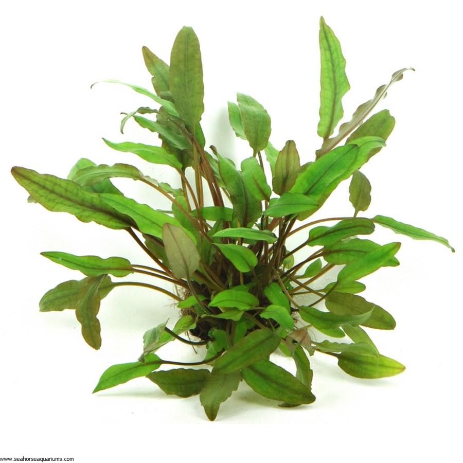 CRYPTOCORYNE BECKETTII