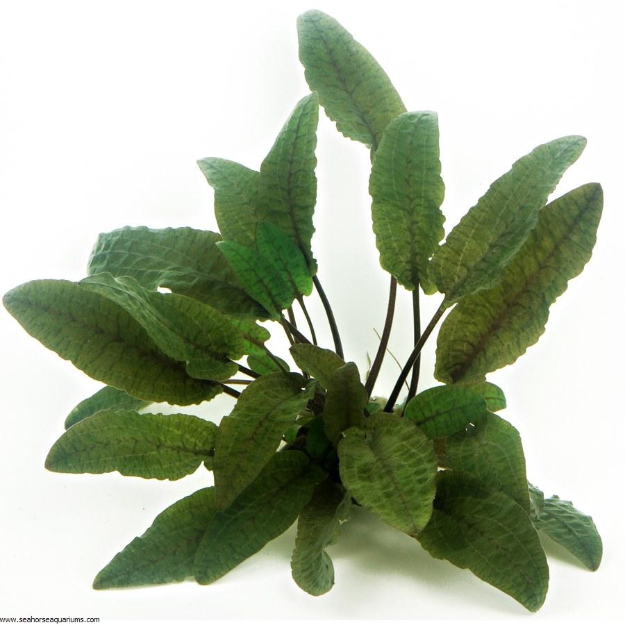 CRYPTOCORYNE WENDTII 'BROWN'