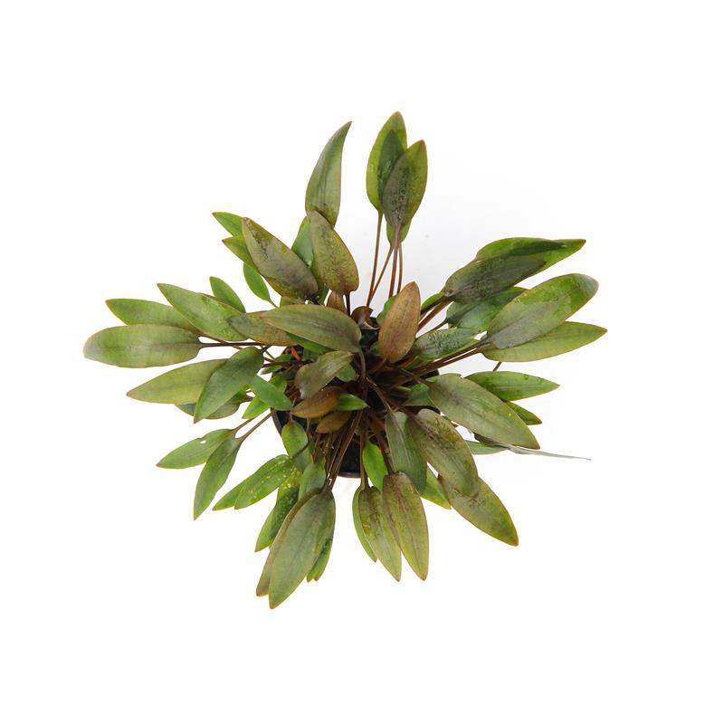 CRYPTOCORYNE WENDTII C 421