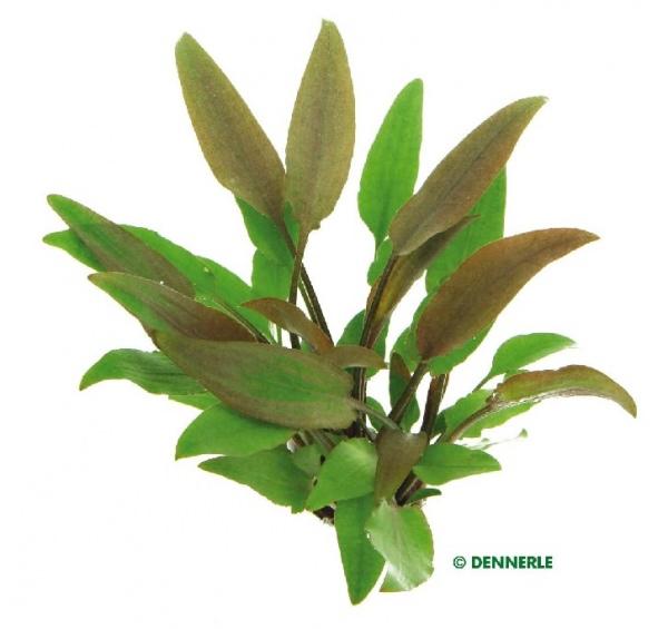 Dennerle Cryptocoryne lutea in Pot