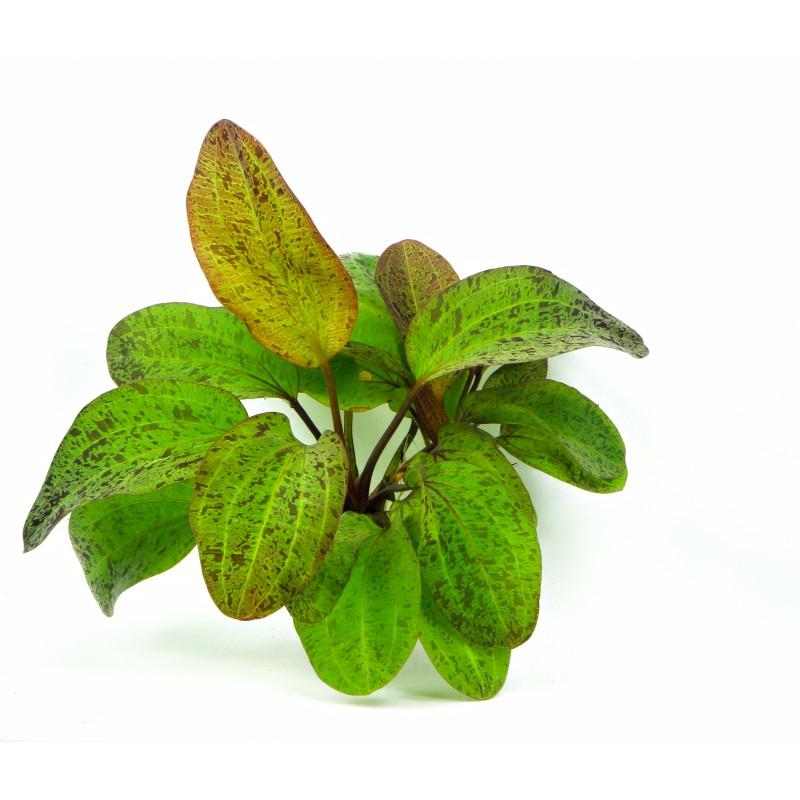 ECHINODORUS ´OCELOT´