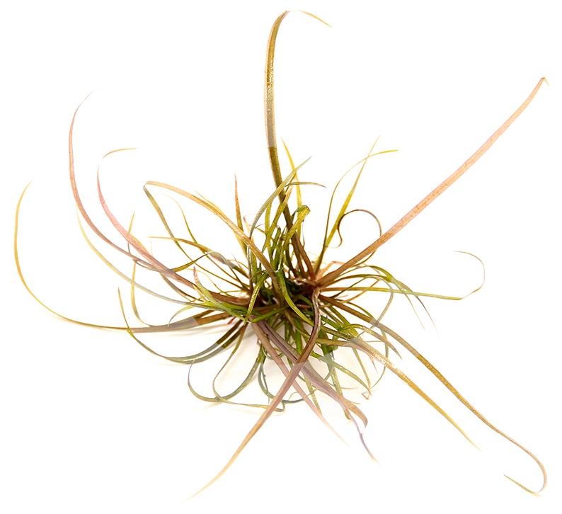 HELANTHIUM TENELLUM ´RED´ IN-VITRO