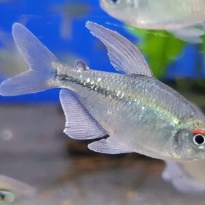 Diamond Tetra