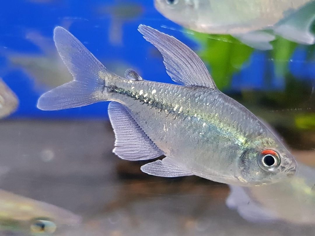 Diamond Tetra