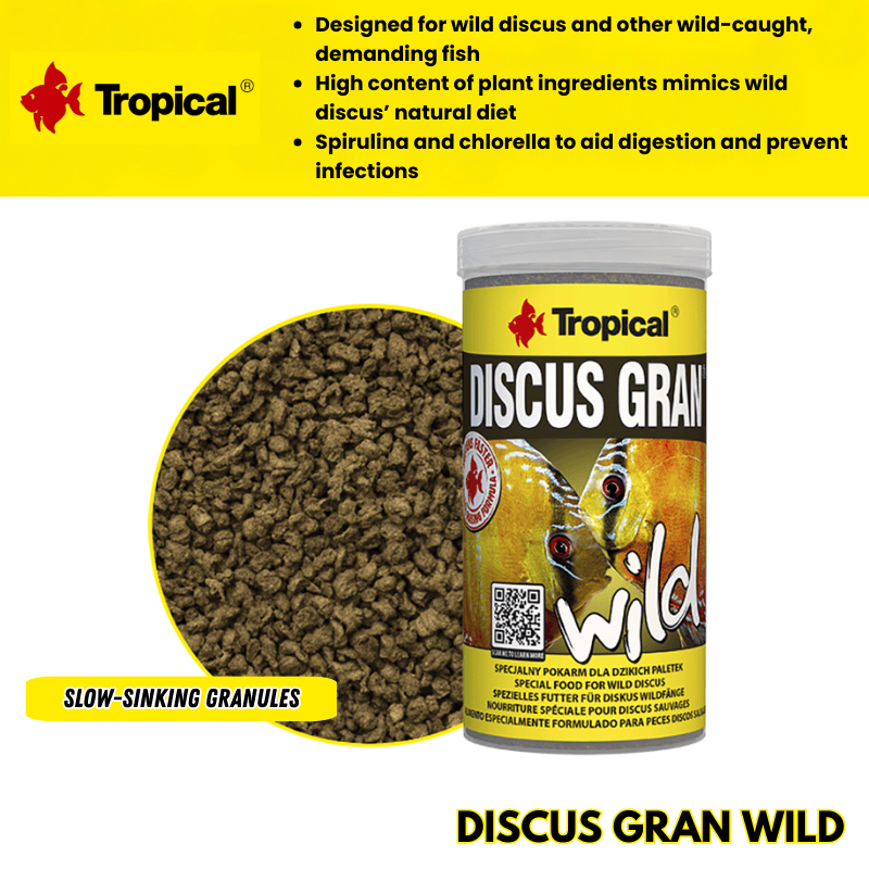Tropical Discus Gran Wild (bring out natural colouration)