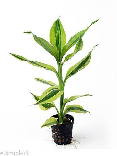 TCulture Dracaena Sanderian (Pot)
