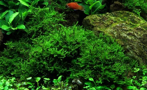 Tropica Vesicularia dubyana 'Christmas' Portion