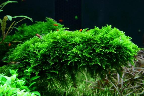 Tropica Vesicularia dubyana 'Christmas' Portion