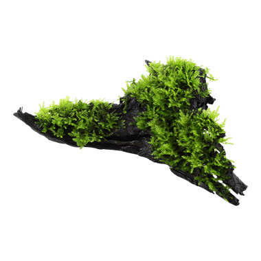 Tropica Vesicularia dubyana 'Christmas' on Wood