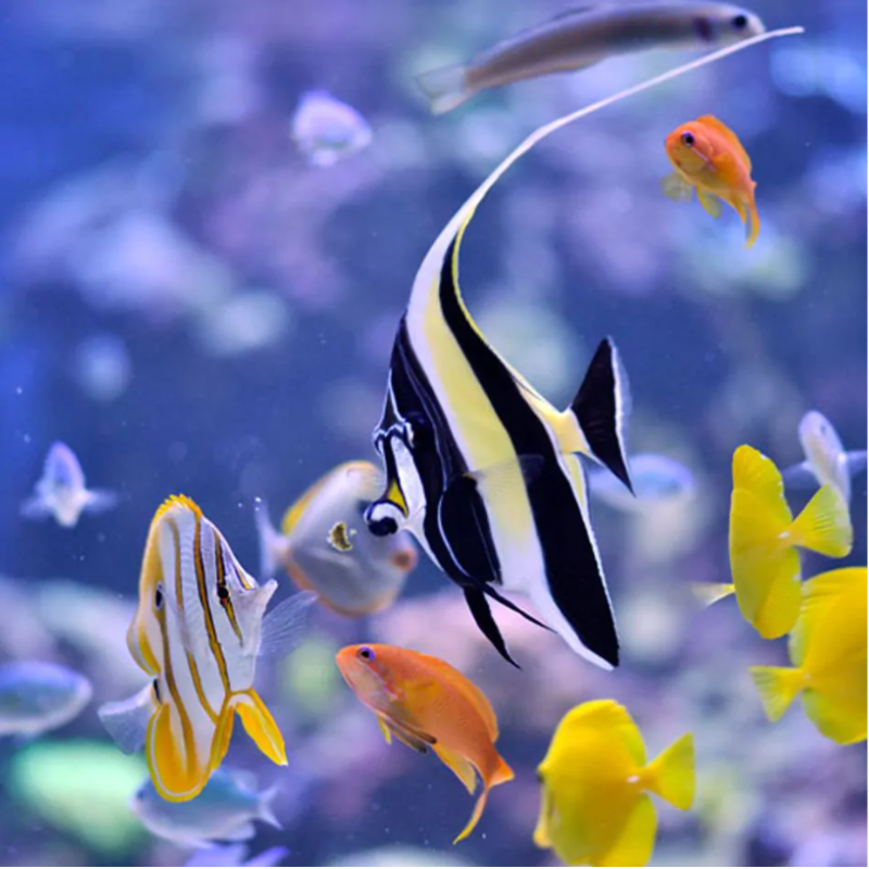 EasyReefs Masstick (prefect for finicky fishes) (06/2026)