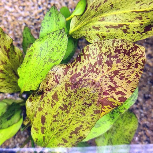TCulture Echinodorus Ozelot red (Pot)