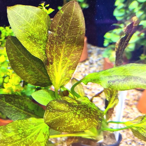 TCulture Echinodorus Red Flame (Pot)