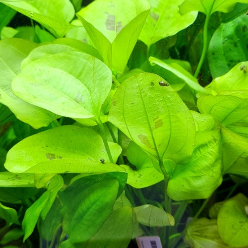 Echinodorus Yellow Sun (Pot)