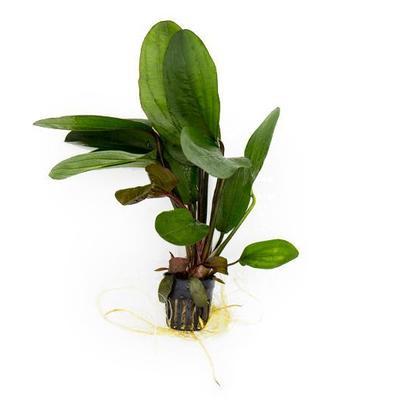 TCulture Echinodorus Big Bear (Pot)