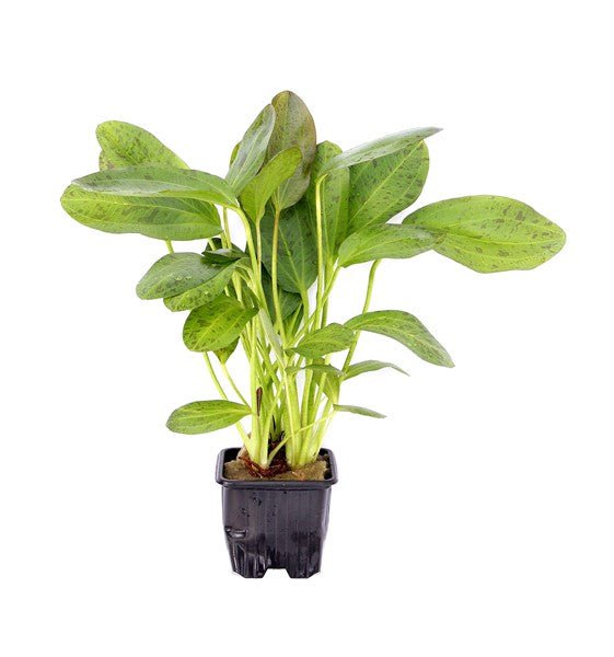 Dennerle Echinodorus Ozelot XL