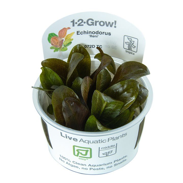 Tropica Echinodorus 'Reni' 1-2-Grow!