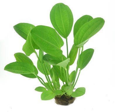 Dennerle Echinodorus cordifolius 'Harbich Red'