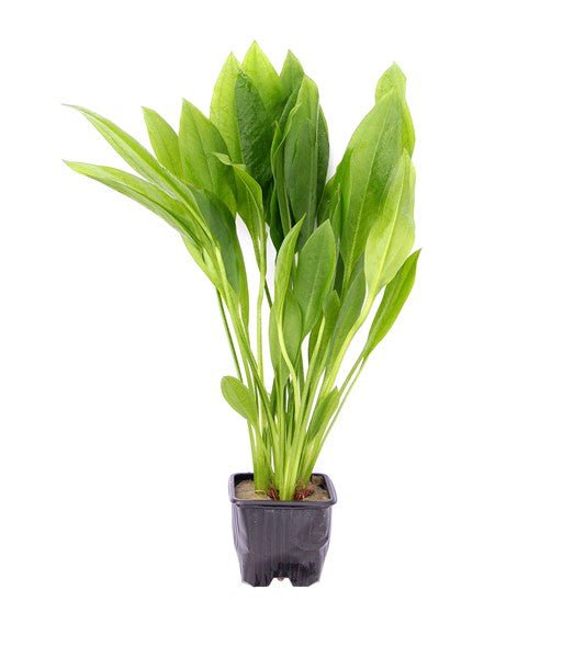 Dennerle Echinodorus grisebachii 'Bleherae', XL