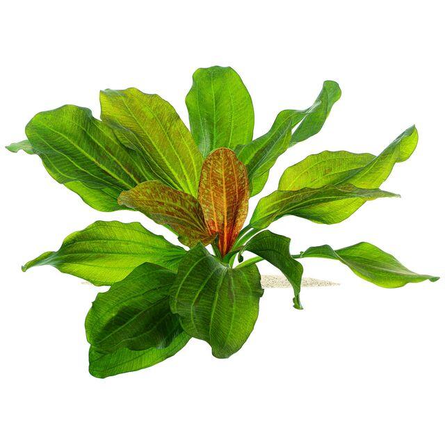 TCulture Echinodorus Hadi Red Pearl (Pot)