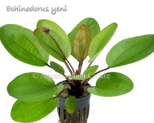 TCulture Echinodorus Yeni (Pot)