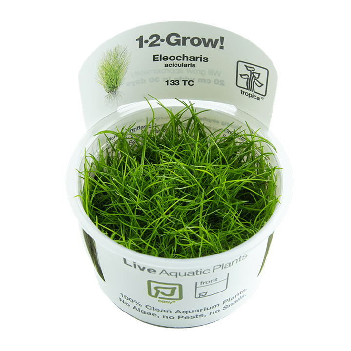 Eleocharis acicularis TROPICA 1-2-GROW!