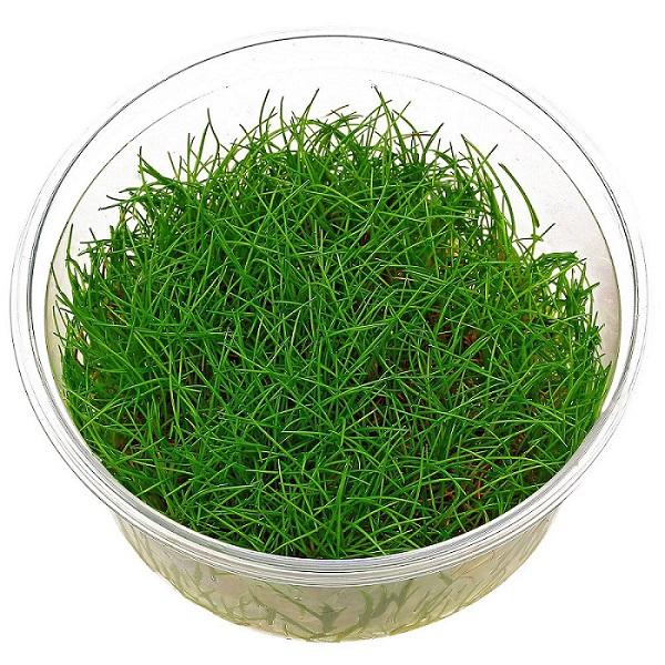 TCulture Eleocharis Acicularis Mini (TC Cup)