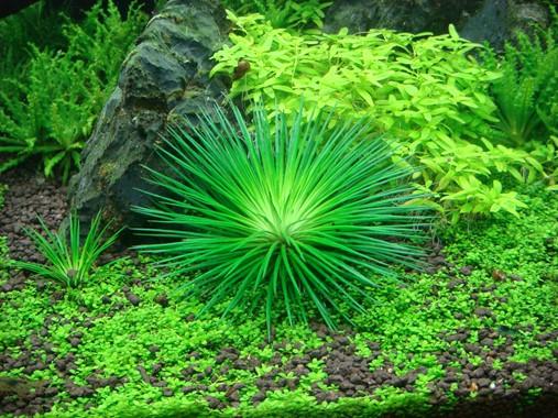 Eriocaulon Cinereum TROPICA 1-2-GROW!